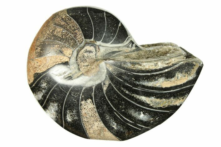 Polished Fossil Nautilus (Cymatoceras) - Unusual Black Color! #297162